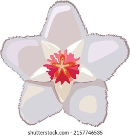 Flor de Hoya Carnosa. Ilustración del vector