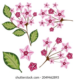 Hoya Carnosa. Flores rosas y ramas aisladas en un fondo blanco. Elemento vector dibujado a mano para su diseño