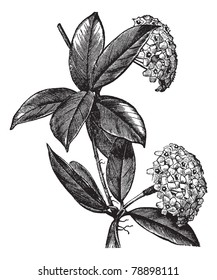 Hoya carnosa o planta de cera, grabado vintage. Vieja ilustración grabada de Hoya Carnosa, aislada en un fondo blanco. Enciclopedia Trousset (1886-1891)