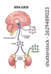 HPA axis regulation is shown with the brain, pituitary gland, and adrenal glands connected by arrows and labeled hormones. Outline diagram