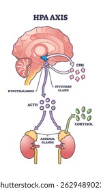 HPA axis regulation is shown with the brain, pituitary gland, and adrenal glands connected by arrows and labeled hormones. Outline diagram
