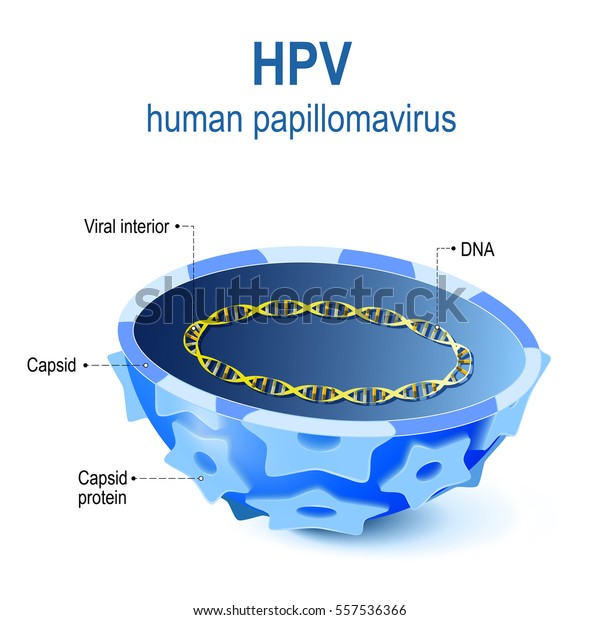 human papilloma virus vaccine for