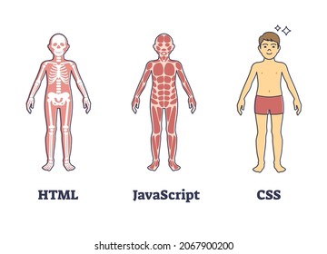 HTML, JavaScript or CSS programming compared to human anatomy outline concept. Labeled coding language layers and visualization with skeletal and muscle structure for new web page vector illustration.