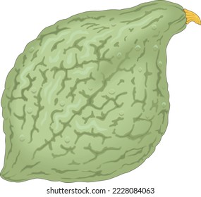 Hubbard Squash Produce Vector Illustration