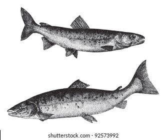 Huchen above and Atlantic salmon below / vintage illustration from Meyers Konversations-Lexikon 1897