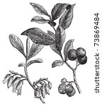 Huckleberry or Gaylussacia resinosa engravin. Old vintage engraved illustration of huckleberry plant. The huckleberry is the state fruit of Idaho.