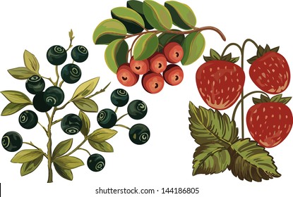 Huckleberry, strawberry and foxberry isolated over white background
