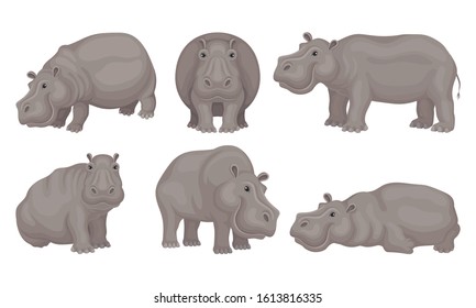 Huge African Hippo Sitting and Standing Vector Set