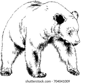 a huge bear is drawn with ink from hands without a background