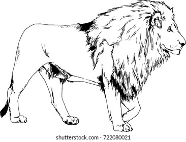 a huge lion with a thick mane drawn in ink by hand in a full-length logo sketch