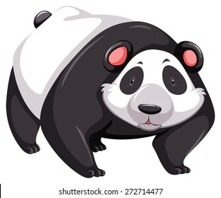 Huge panda with staring expression