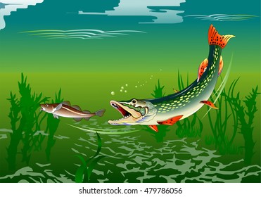 huge pike attacks small fish, vector and illustration