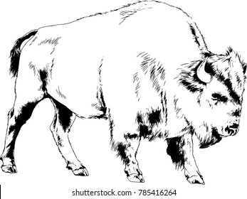 huge powerful striker the Buffalo with sharp horns running , drawn in ink freehand logo, tattoo, target