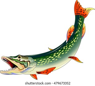 huge toothy pike attacks, illustration on a white background, vector
