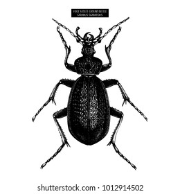 Huge Violet Ground Beetle hand drawn Illustration.   Vintage illustrations of black bug sketch on white background. Vector insects collection