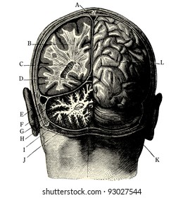 Humain brain -vintage engraved illustration - "Manuel des hospitalière et des garde-malaldes"  edited by  Librairie Poussielgue - Paris 1907
