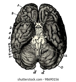 Humain Brain - Vintage engraved illustration - "La mosaique " edited by A.Bourdilliat  1875 - Paris