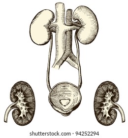 Humain urinary system - - vintage engraved illustration - "Manuel des hospitalière et des garde-malaldes"  edited by  Librairie Poussielgue - Paris 1907