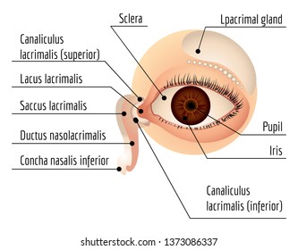 Humam eye infographic. Cartoon of humam eye vector infographic for web design