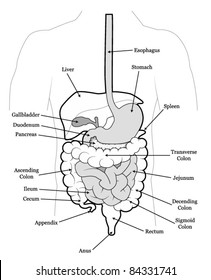 Human Abdomen Organs