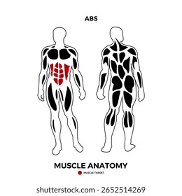 Human abs muscle vector for muscle location information presentation. Suitable for a health product. Vector eps