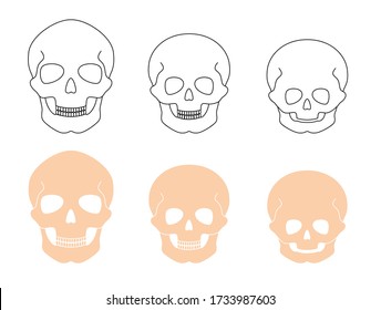 Human adult and child skull anatomy. Flat vector medical illustration isolated. Structure of facial skeleton. Cranium diagram in anterior front view. Educational, science poster. .