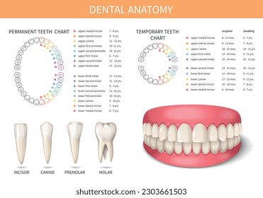 Human adult teeth anatomy set with realistic jaws vector illustration