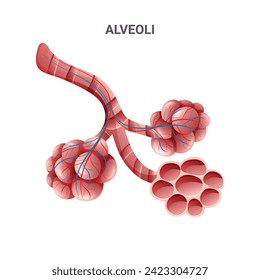 Estructura de alveolos humanos con capilares y bronquioles. Ilustración detallada aislada en fondo blanco. Estilo de la caricatura
