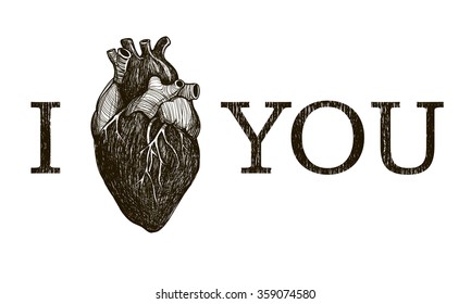 Human anatomical heart