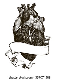 Human anatomical heart