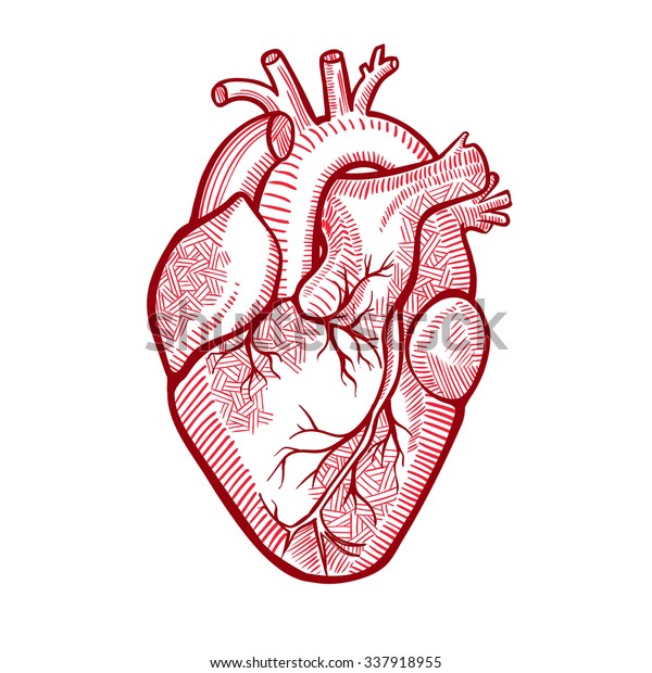 Human Anatomical Heart Made Graphic Art Stock Vector (Royalty Free ...