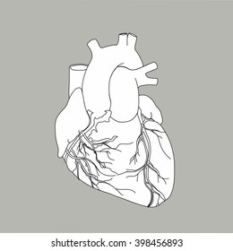 Human anatomical heart vector. Real heart vector