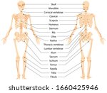 Human anatomical skeleton.  Infographic front view and back view ,vector graphic illustration. Cartoon person with body bones and skull with names to study medical biology system isolated on white