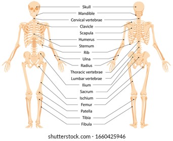 Human anatomical skeleton   Infographic front view   back view  vector graphic illustration  Cartoon person and body bones   skull and names to study medical biology system isolated white