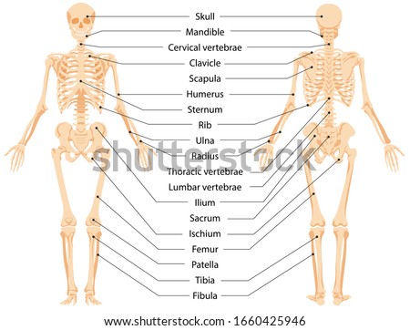 Human anatomical skeleton.  Infographic front view and back view ,vector graphic illustration. Cartoon person with body bones and skull with names to study medical biology system isolated on white