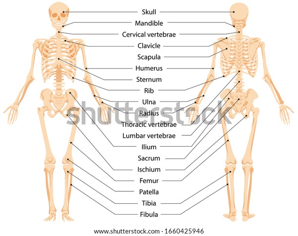 人間の解剖学的骨格 インフォグラフィックの正面図と背面図 ベクター画像イラスト 白い背景に医学生物学システムを研究するための体の 骨と頭蓋骨を持つ漫画家 のベクター画像素材 ロイヤリティフリー