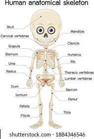 Menschliches anatomisches Skelett mit Etikettengrafik
