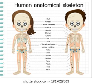 Esqueleto anatómico humano con ilustración de etiqueta