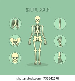 Human Anatomical Skeleton Vector