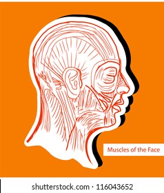 Human anatomie Muscles of the Face (Facial Muscles) - Medical Illustration, Human Anatomy Drawing Background