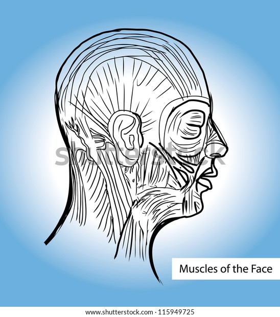 Human\
anatomie Muscles of the Face (Facial Muscles) - Medical\
Illustration, Human Anatomy Drawing\
Background