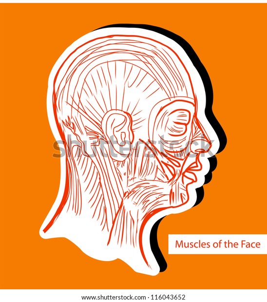 Human\
anatomie Muscles of the Face (Facial Muscles) - Medical\
Illustration, Human Anatomy Drawing\
Background