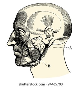 Human anatomie : Salivary glands - vintage engraved illustration - "Manuel des hospitalière et des garde-malaldes"  edited by  Librairie Poussielgue - Paris 1907