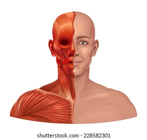 Human anatomy 
