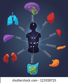 Human anatomy. Abstract colorful concept. Various human organs: liver, heart, kidneys, lungs, colon, intestine, stomach, brains, etc.