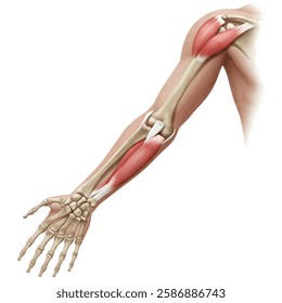 Human anatomy and arthritis model