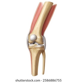 Human anatomy and arthritis model