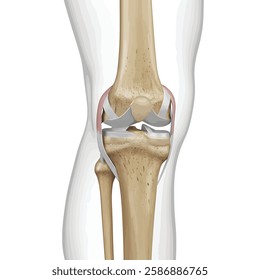 Human anatomy and arthritis model