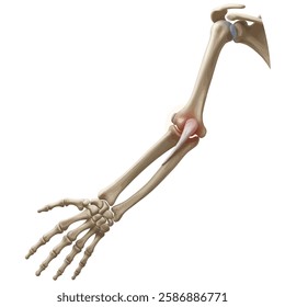 Human anatomy and arthritis model
