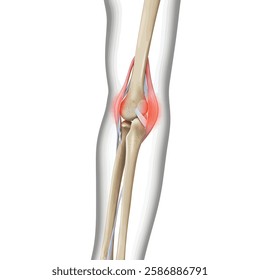 Human anatomy and arthritis model